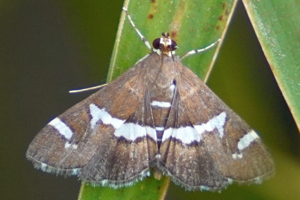 Pyrausta proteroeca - Zuckerrüben Webworm Motte (Gefleckte Rübenwebwurmmotte)